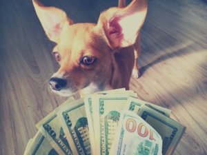 Hund mit Geld