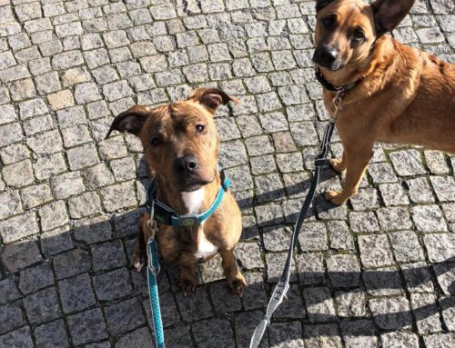 Steffi, Shiva und Shanti